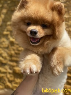 En Sevimli Pomeranian Boo Thomas 1