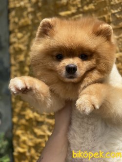 En Sevimli Pomeranian Boo Thomas 5