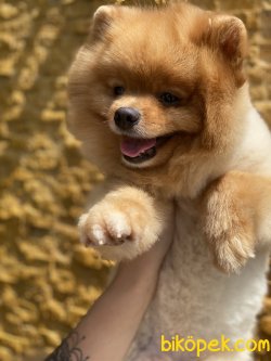 En Sevimli Pomeranian Boo Thomas 3