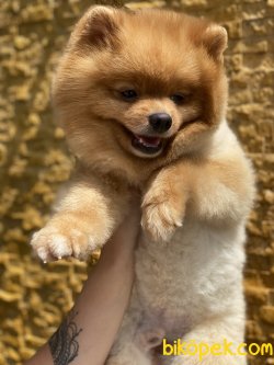 En Sevimli Pomeranian Boo Thomas 2