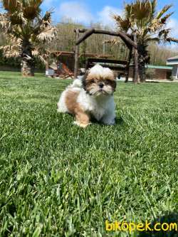 En Sevimli Shihtzu Bebeklerimiz 3