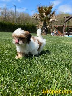 En Sevimli Shihtzu Bebeklerimiz 2