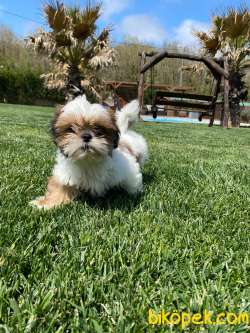 En Sevimli Shihtzu Bebeklerimiz