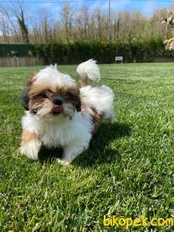 En Sevimli Shihtzu Bebeklerimiz