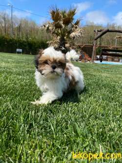 En Sevimli Shihtzu Bebeklerimiz 4