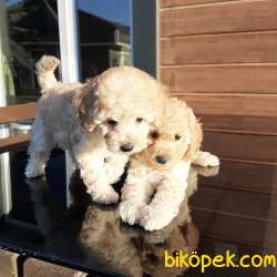 En Sevimli Toy Poodle Yavruları Aşıları Tam 1