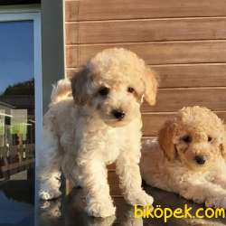 En Sevimli Toy Poodle Yavruları Aşıları Tam 4