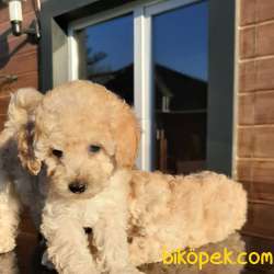 En Sevimli Toy Poodle Yavruları Aşıları Tam 3