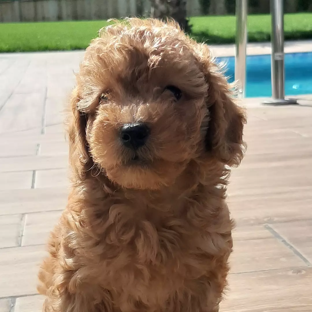 En Sevimli Toy Poodle Yavruları 2