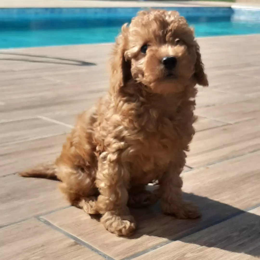 En Sevimli Toy Poodle Yavruları 4