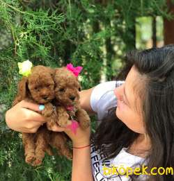 EN SEVİMLİ TOY POODLE YAVRULARIMIZ 1