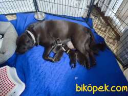 En Sevimli Ve En Özel Labrador Yavruları 3
