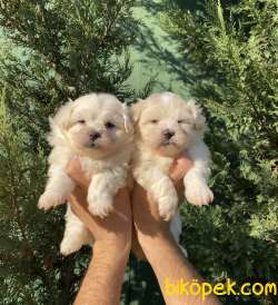 EN ŞİRİN MALTIPOO BEBEKLER 2