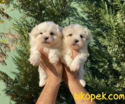 EN ŞİRİN MALTIPOO BEBEKLER