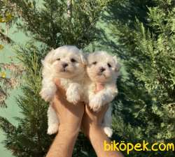 EN ŞİRİN MALTIPOO BEBEKLER 3