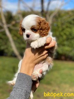 En Tatlı Bebek Suratlı Cavalier King Charles Bebeğimiz 2