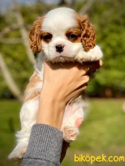 En Tatlı Bebek Suratlı Cavalier King Charles Bebeğimiz 1