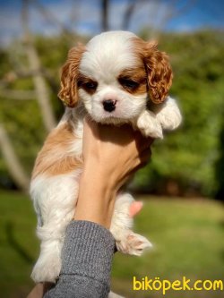 En Tatlı Bebek Suratlı Cavalier King Charles Bebeğimiz 3