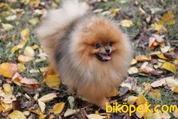 En Tatlı En Kaliteli Boo Pomeranian Teddy Bear 2