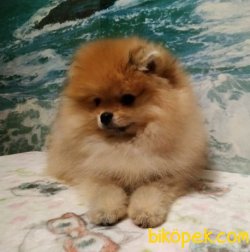 En Tatlı En Kaliteli Boo Pomeranian Teddy Bear 3
