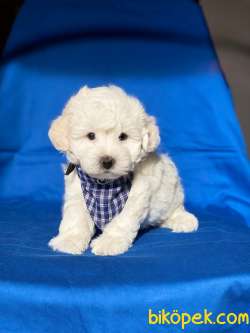 En Tatlı Orjinal Maltese Terrier Yavrularımız 2