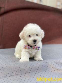 En Tatlı Orjinal Maltese Terrier Yavrularımız 4