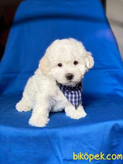 En Tatlı Orjinal Maltese Terrier Yavrularımız 1