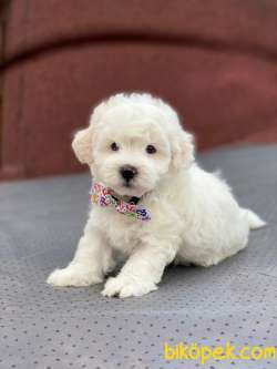 En Tatlı Orjinal Maltese Terrier Yavrularımız 3