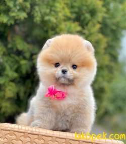 En Tatlı Pomeranian Boo Lar 2