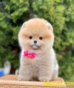 En Tatlı Pomeranian Boo Lar 4