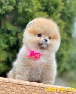 En Tatlı Pomeranian Boo Lar 1