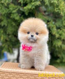 En Tatlı Pomeranian Boo Lar 5