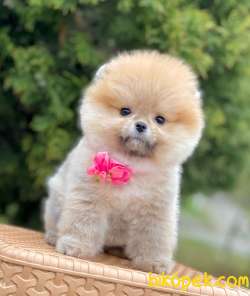 En Tatlı Pomeranian Boo Lar 3
