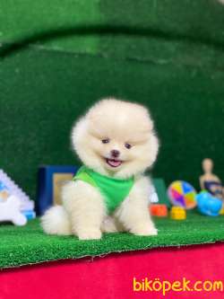 En Tatlı Pomeranian Yavrularımız 4