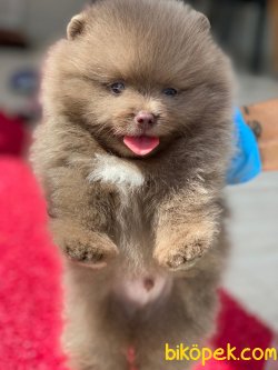 En Tatlısından! Çikolata Krem Pomeranian Yavru! 1