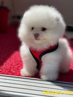 En Tatlısından! Çikolata Krem Pomeranian Yavru! 3