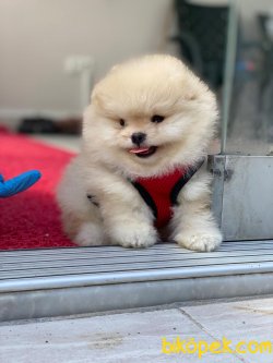 En Tatlısından! Çikolata Krem Pomeranian Yavru! 4