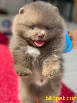 En Tatlısından! Çikolata Krem Pomeranian Yavru! 2