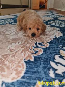 En Toy Poodle 1