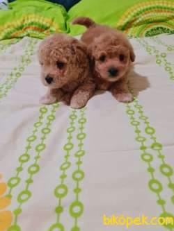 En Toy Poodle 4