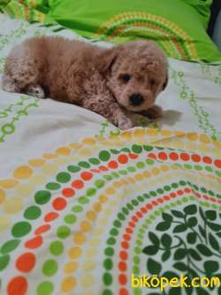 En Toy Poodle 5
