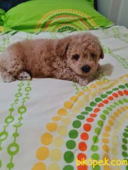 En Toy Poodle 2