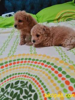 En Toy Poodle 3
