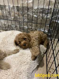EN ÜST KALİTE TOY POODLE OYUNCAK BEBEKLERİM 3