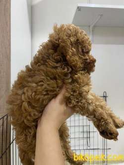 EN ÜST KALİTE TOY POODLE OYUNCAK BEBEKLERİM 2