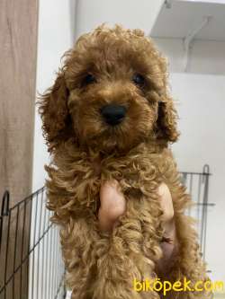EN ÜST KALİTE TOY POODLE OYUNCAK BEBEKLERİM 1