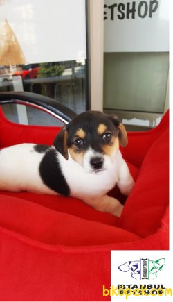 EN UYGUN FİYAT GARANTİSİ  KISA BACAK JACK RUSSEL YAVRULAR 4