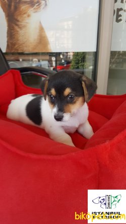 EN UYGUN FİYAT GARANTİSİ  KISA BACAK JACK RUSSEL YAVRULAR 2