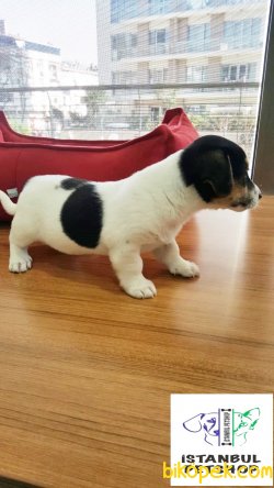 EN UYGUN FİYAT GARANTİSİ  KISA BACAK JACK RUSSEL YAVRULAR 1
