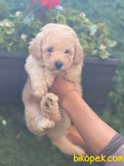 EN UYGUN TOY POODLE 2